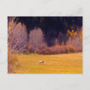 Suche nach pferde im herbst postkarten Land