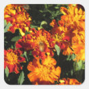 Suche nach ringelblume Foto