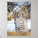 Suche nach felidae poster Bobcat