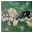 Suche nach sibirischer husky fliesen Welpen