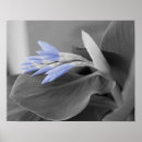 Suche nach color splash poster Blume