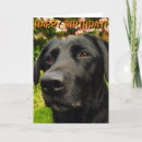Suche nach labrador retriever karten Geburtskarte