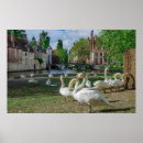 Suche nach weißer schwan poster Tier