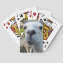 Suche nach lamm spielkarten Tiere
