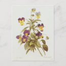 Suche nach viola postkarten Botanisch