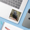 Suche nach kakadu aufkleber Vogel