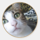 Suche nach grüne augen aufkleber Katze