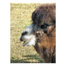 Suche nach lustiges kamel poster Niedlich