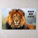 Suche nach afrikanischer löwe poster Afrikanische löwen