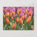 Suche nach keukenhof postkarten Detail