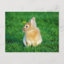 Suche nach kaninchenliebhaber postkarten Kaninchenbesitzer