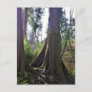 Suche nach fichte postkarten Wald