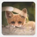 Suche nach cute fox aufkleber Tierwelt