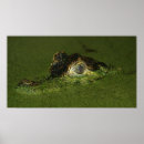 Suche nach krokodil poster Reptil