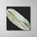 Suche nach mikroskop leinwandbilder Biowissenschaft