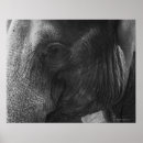 Suche nach weiße elefanten poster Fotografie