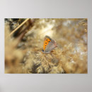 Suche nach falter kunst Tier