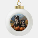 Suche nach swiss ornamente Welpe
