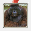 Suche nach orang utans ornamente Tier