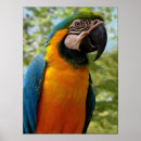 Suche nach sitzen sie poster Vogel