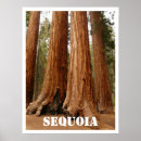 Suche nach sequoia national park poster Kalifornien