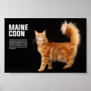 Suche nach maine coon cat kunst poster Haustier