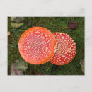 Suche nach roter pilz poster Amanita