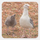 Suche nach möwe aufkleber Tier