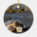 Suche nach meeresschildkröte ornamente Schildkröten