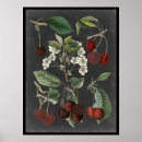 Suche nach kirschen poster Frucht