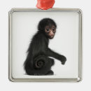 Suche nach spinne ornamente Wild lebende tiere