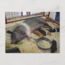 Suche nach ferkel postkarten Sauen