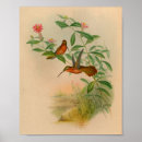 Suche nach kolibri poster Vogel