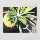 Suche nach lanai postkarten Hawaii