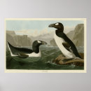Suche nach john james audubon poster Farbe