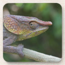 Suche nach madagaskar untersetzer Kaltblütig