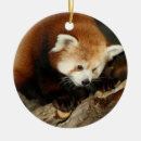 Suche nach roter panda ornamente Niedlich