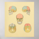 Suche nach menschliche zähne poster Osteologie