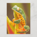 Suche nach tropischer frosch poster Regenwald