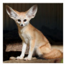 Suche nach fennec poster Sahara