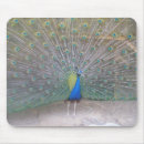 Suche nach pfau mousepads Federn
