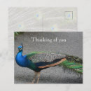 Suche nach peacocks postkarten Vögel