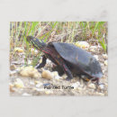 Suche nach schildkröte postkarten Grüße