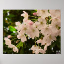 Suche nach cherry blossom poster Kirsche