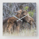 Suche nach moos wanduhren Wildlife