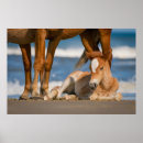 Suche nach fohlen poster Colt