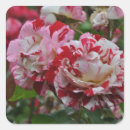 Suche nach rosenknospe aufkleber Natur