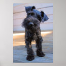 Suche nach schnauzer hunde poster Welpen