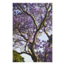 Suche nach lila baum poster Blüte