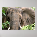 Suche nach elephant poster Foto